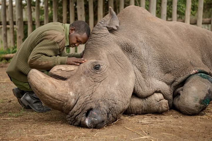 Sudan: The Last Male Northern White Rhino and the World’s Final Goodbye