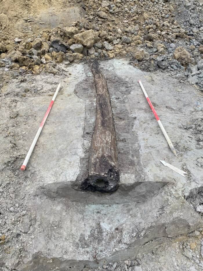 1,800-Year-Old Roman Wooden Water Pipes Unearthed in Tongeren, Belgium
