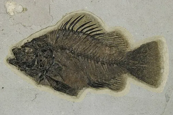 Green River Formation fish fossil