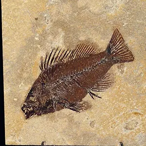 Green River Formation fish fossil