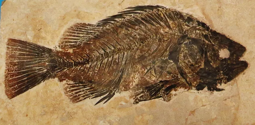 Green River Formation fish fossil