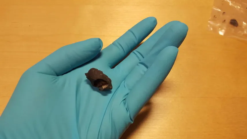 Ancient Chewing Gum Unearthed in Sweden