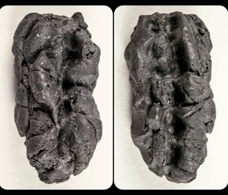 Ancient Chewing Gum Unearthed in Sweden