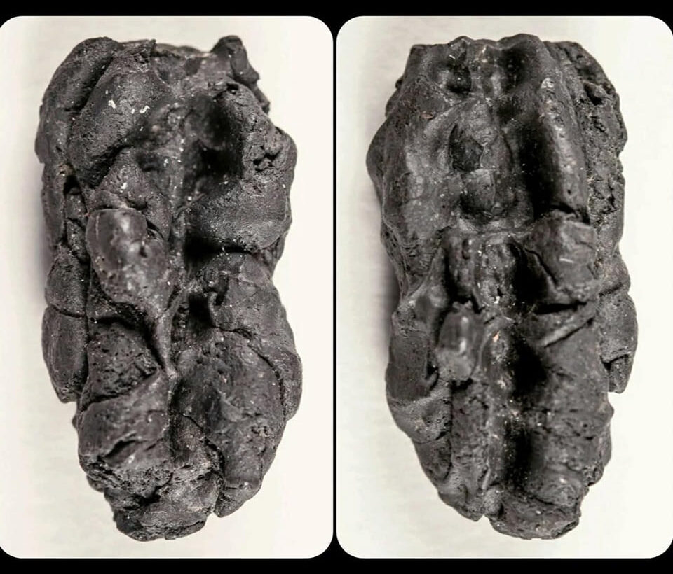 Ancient Chewing Gum Unearthed in Sweden