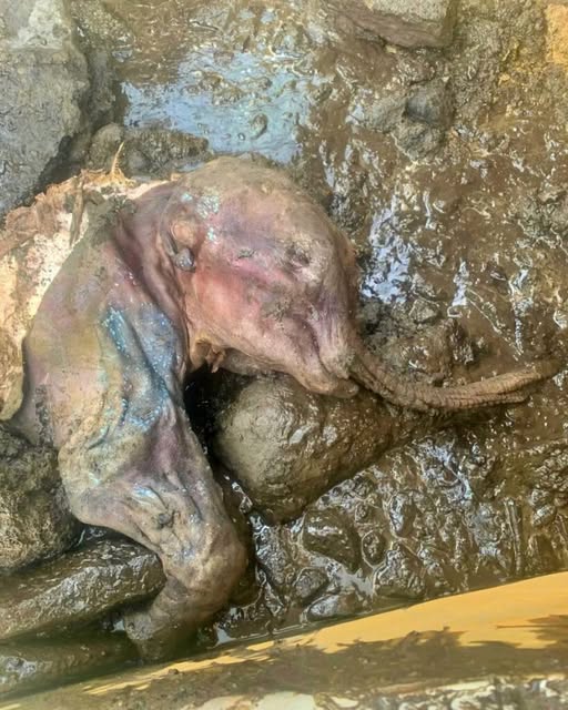 Nun cho ga woolly mammoth