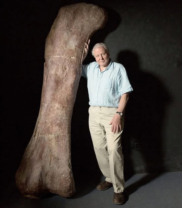 Patagotitan mayorum femur cast