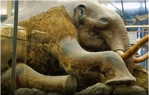Beresovka Mammoth