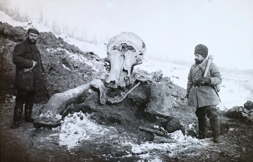 Beresovka Mammoth