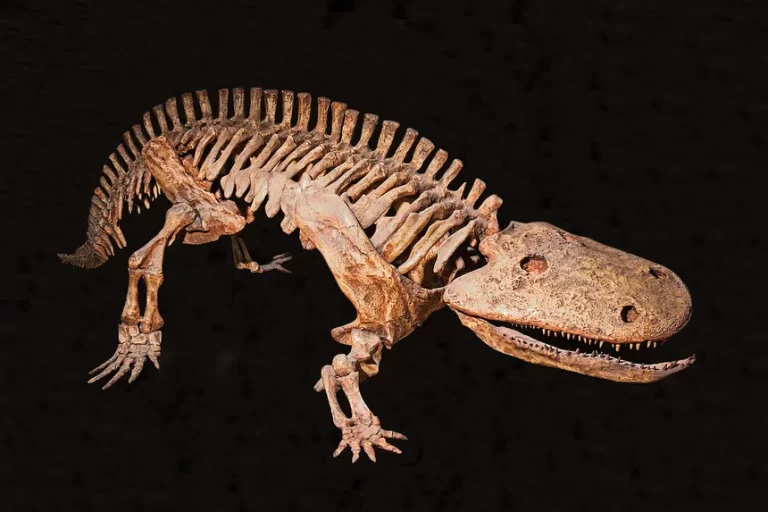 Eryops megacephalus