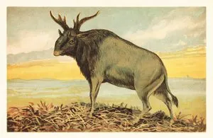 Sivatherium giganteum