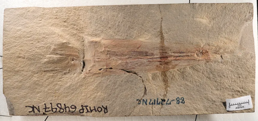 Syllipsimopodi bideni