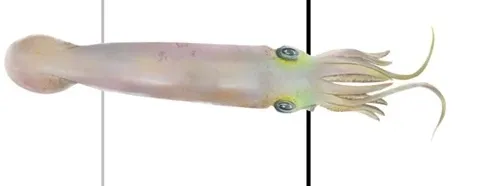 Syllipsimopodi bideni