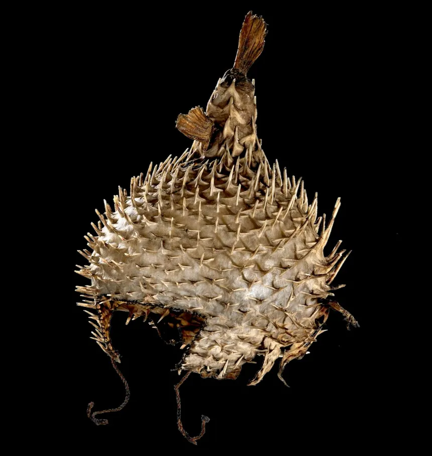 te barantauti helmets