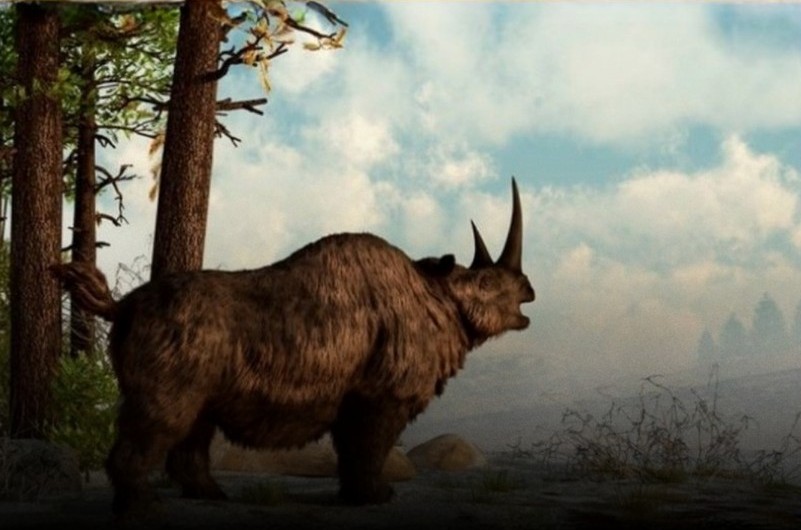 39,000-year-old Woolly Rhinoceros Sasha