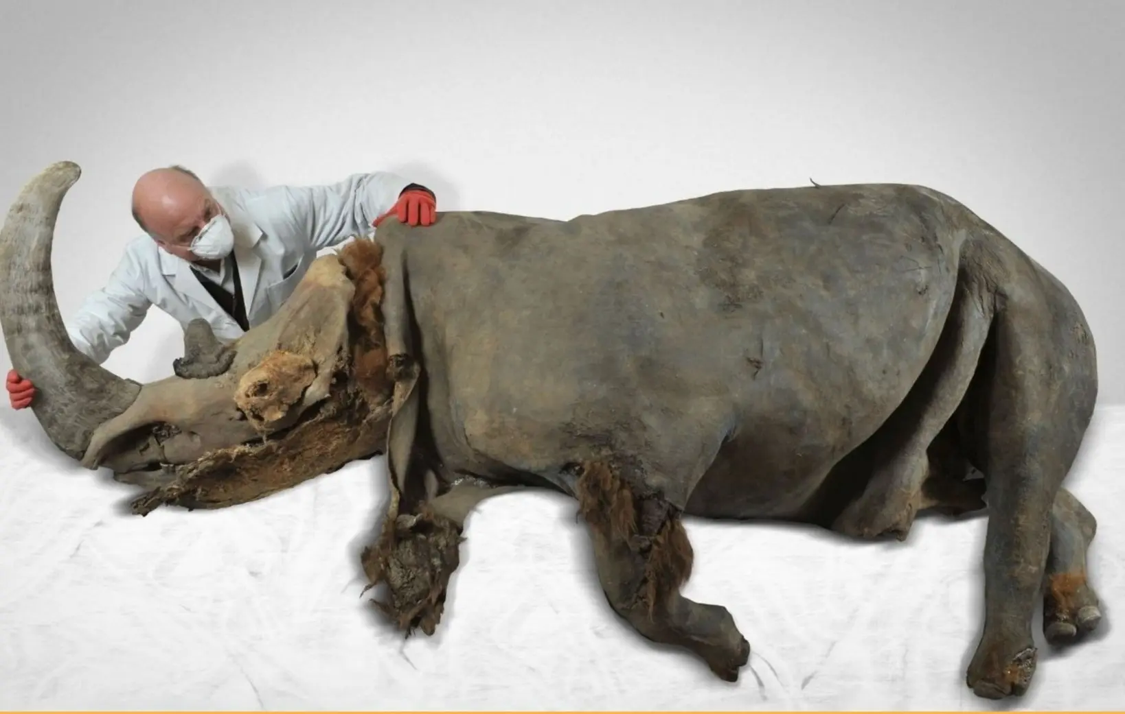 39,000-year-old Woolly Rhinoceros Sasha