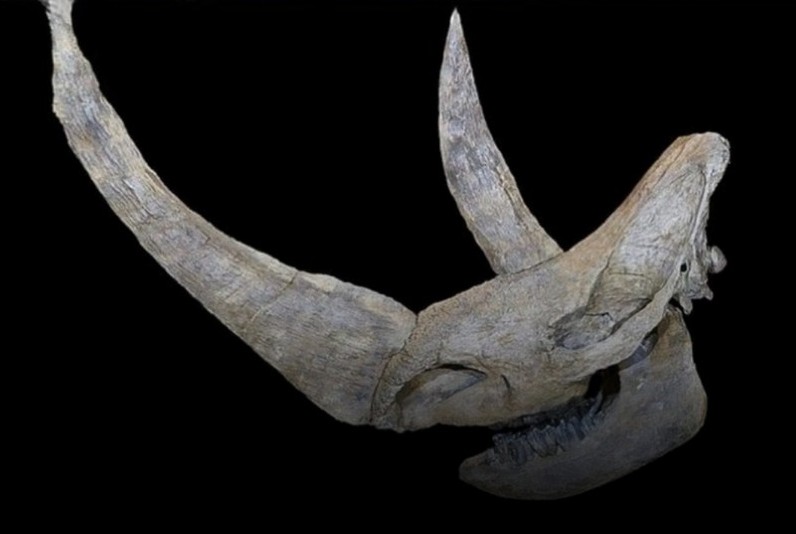 39,000-year-old Woolly Rhinoceros Sasha