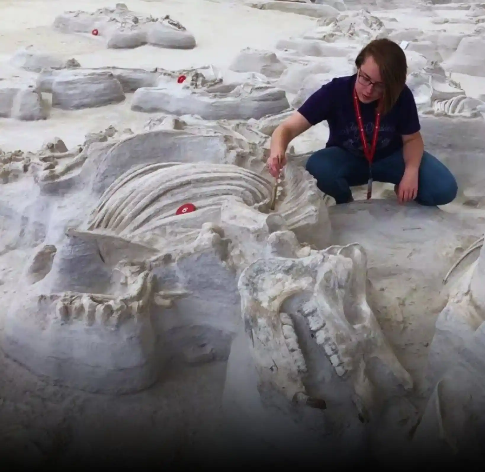 Ashfall Fossil Beds Nebraska rhinos