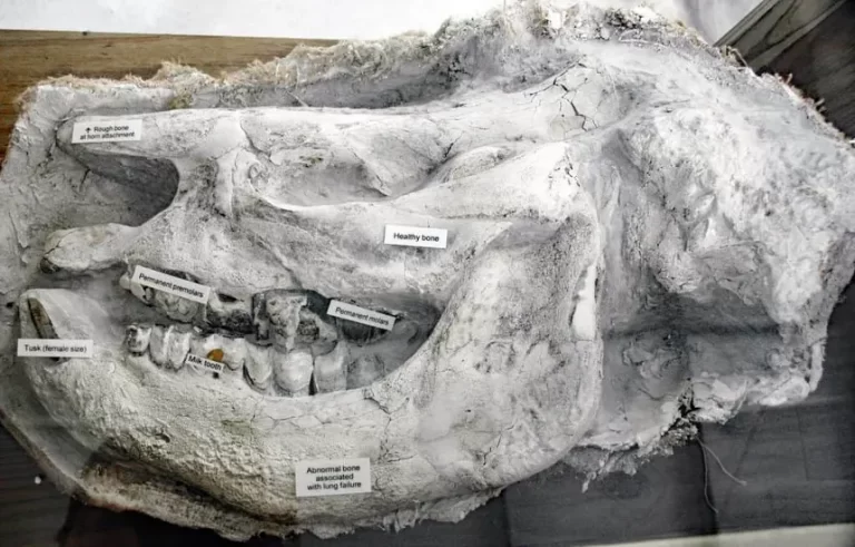 Ashfall Fossil Beds Nebraska rhinos