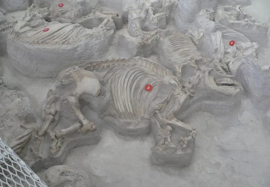 Ashfall Fossil Beds Nebraska rhinos