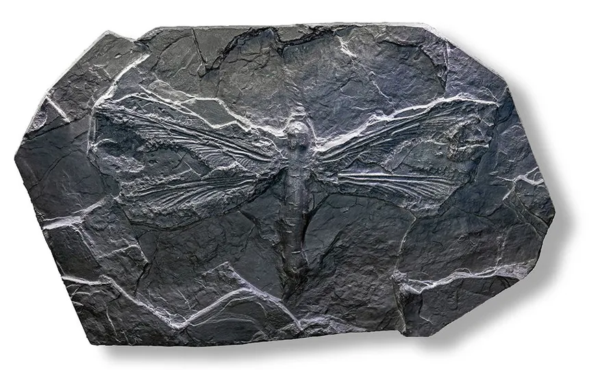 Giant Prehistoric Dragonfly Fossil