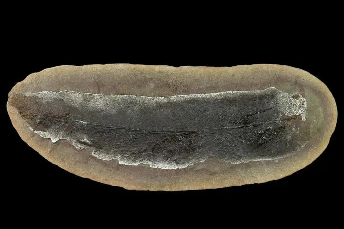 Macroneuropteris scheuchzeri fossil fern