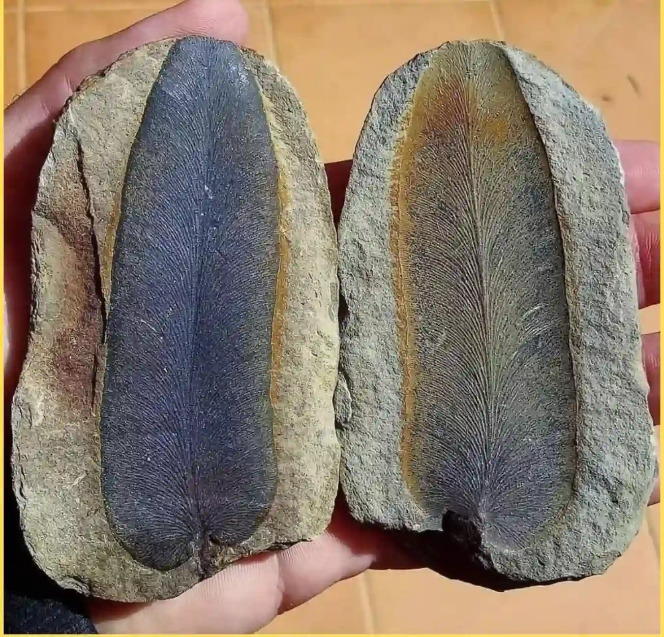 Macroneuropteris scheuchzeri fossil fern