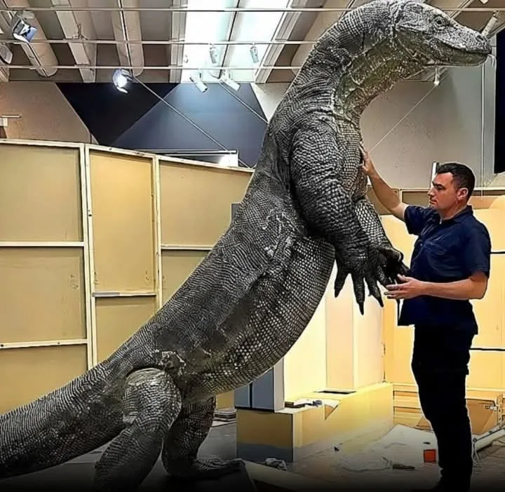 Megalania — giant prehistoric monitor lizard