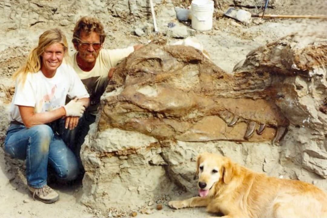 Mummified Tyrannosaurus Rex Discovery