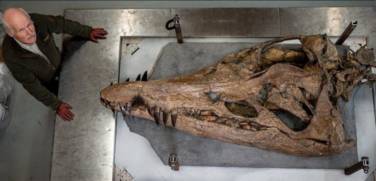 Pliosaur skull discovery Dorset