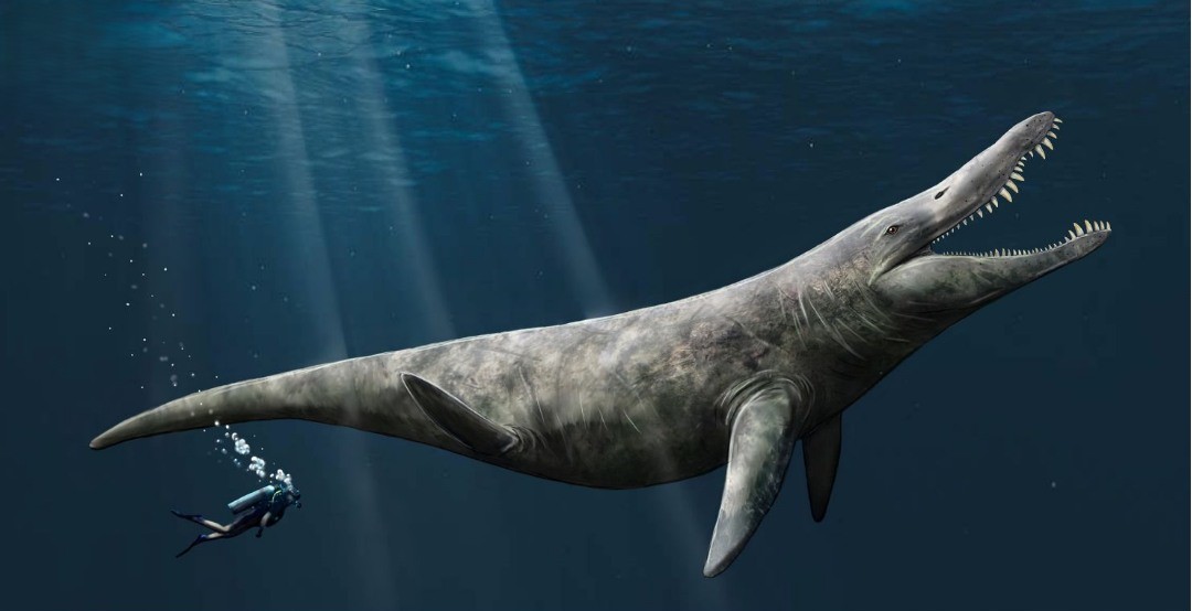 Pliosaur skull discovery Dorset