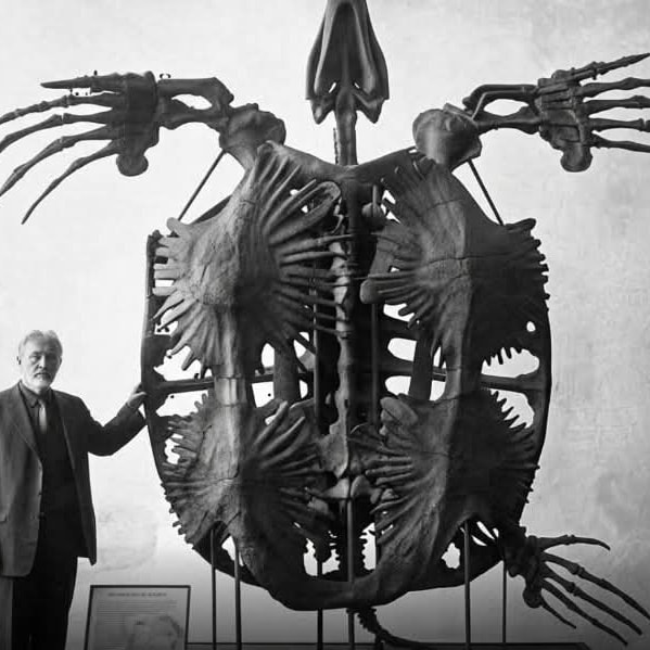 Stupendemys geographicus — giant prehistoric turtle