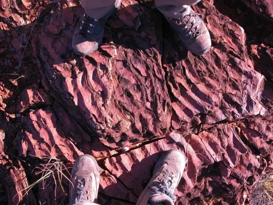 Tumbiana Formation ripple fossils