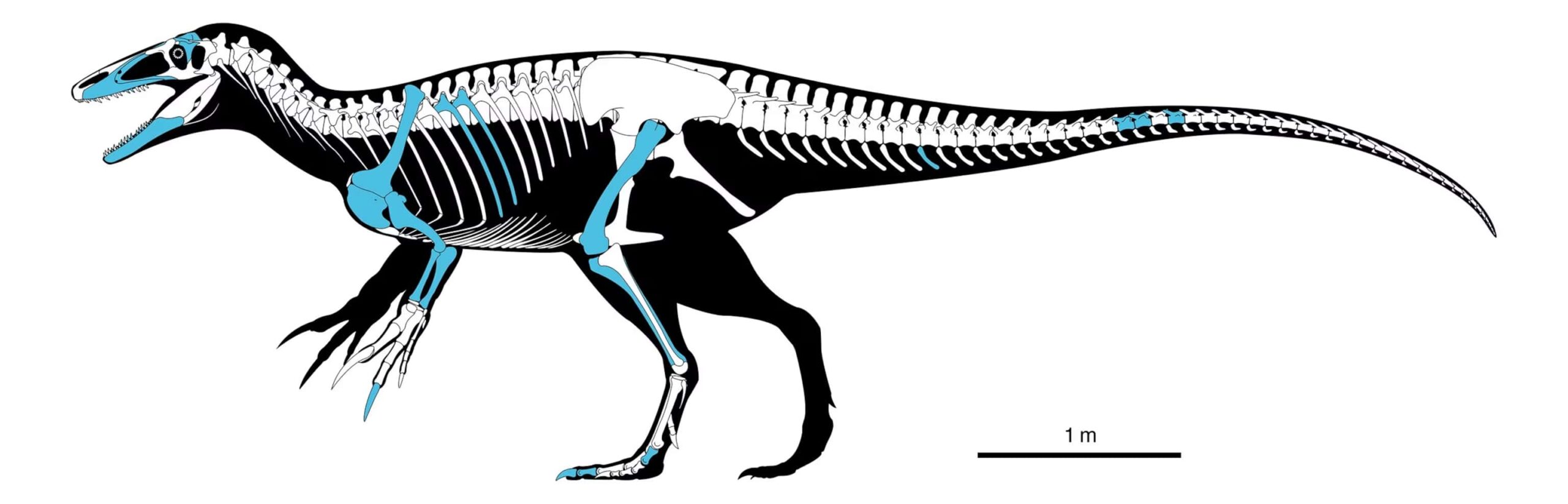 megaraptor crocodile fossil discovery
