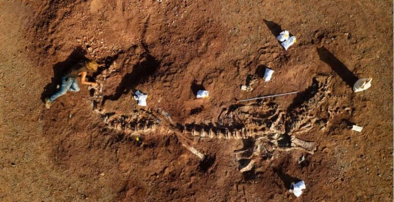 prehistoric giant fossil discovery