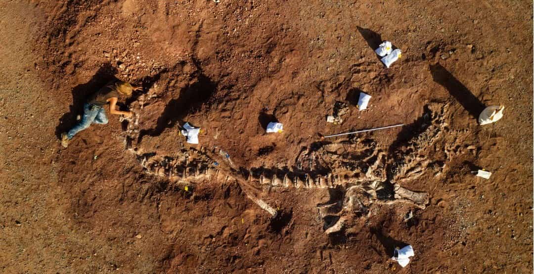 prehistoric giant fossil discovery