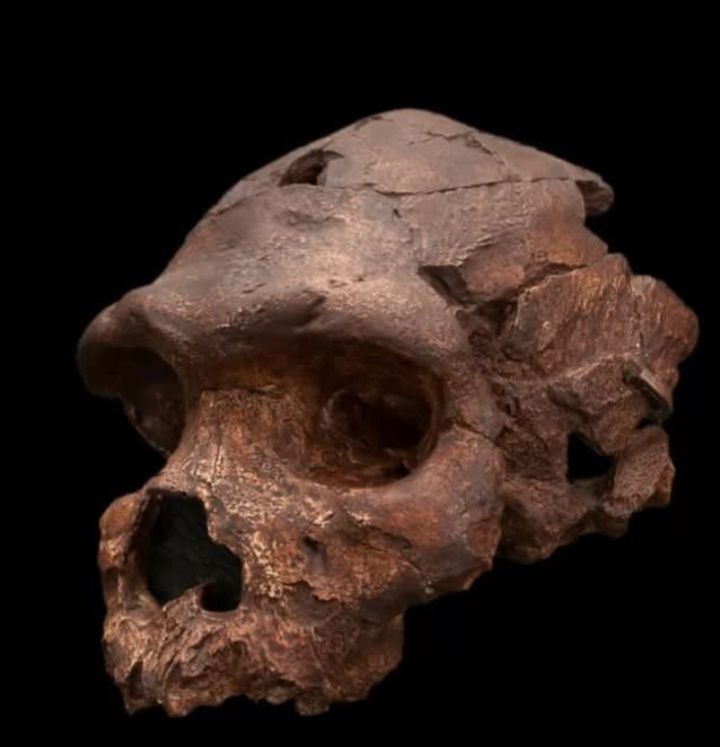 Homo naledi skull