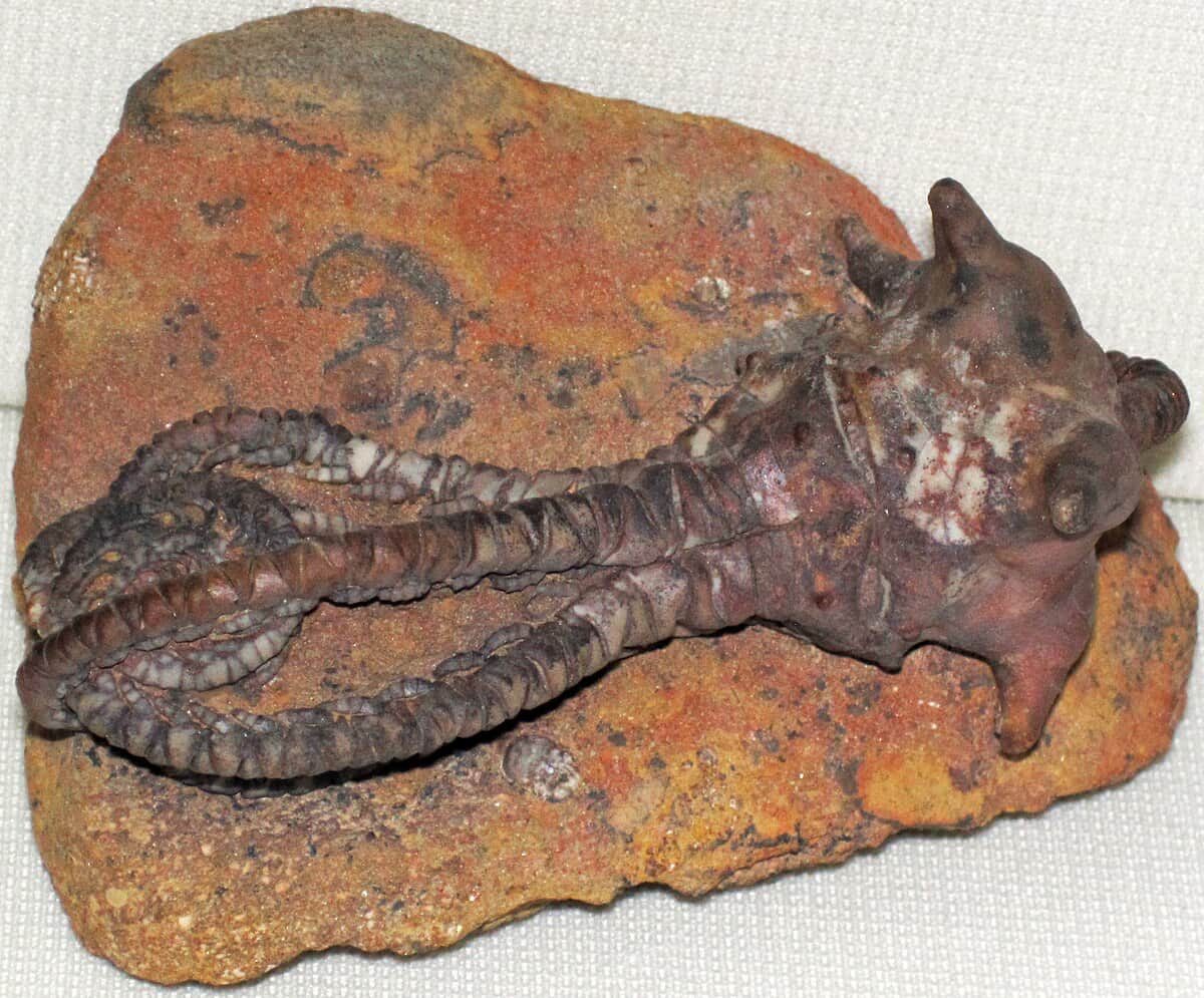 Jimbacrinus crinoids