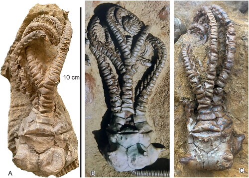 Jimbacrinus crinoids