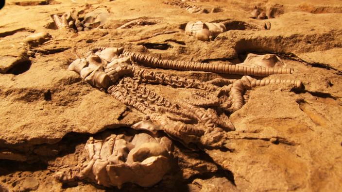 Jimbacrinus crinoids