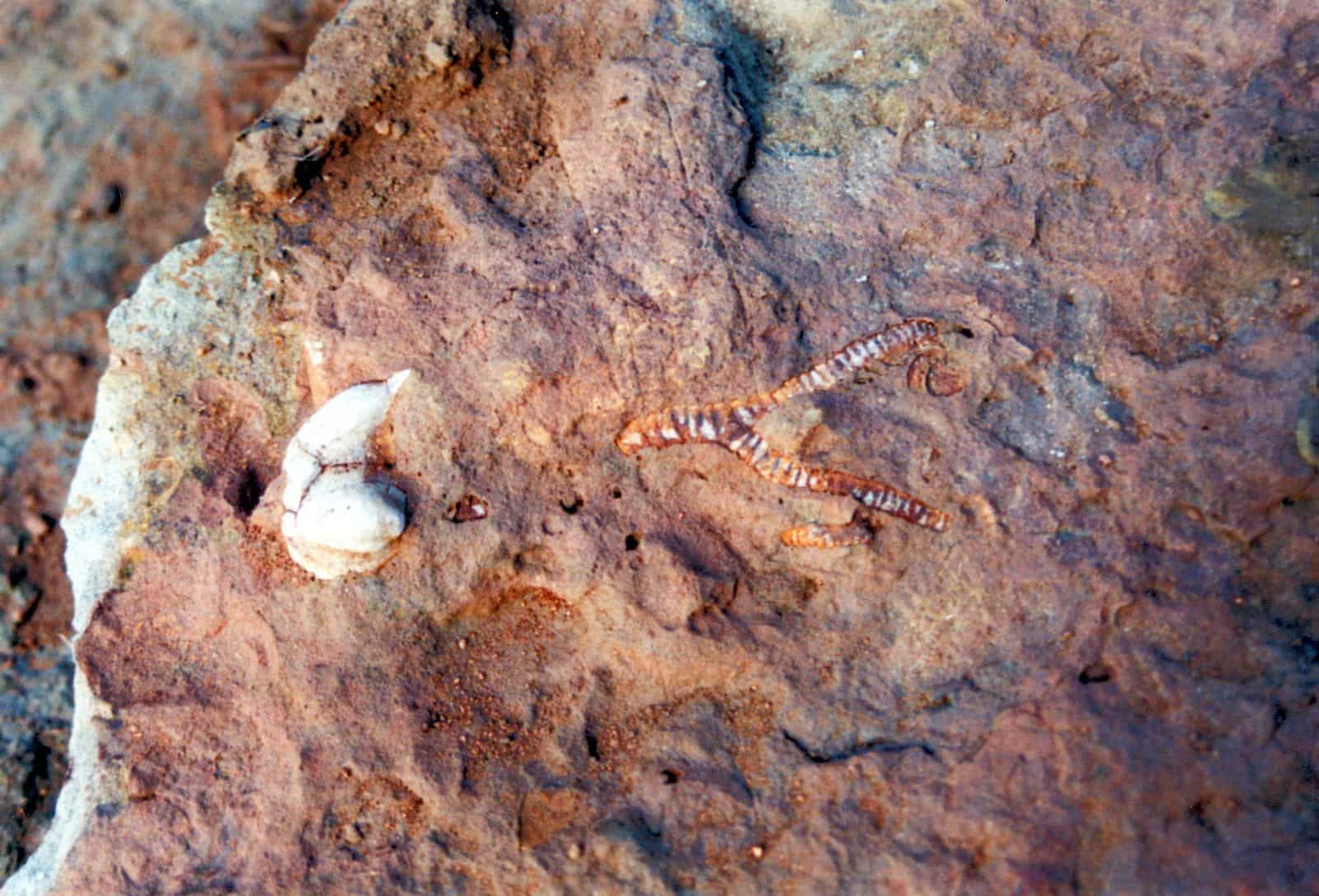 Jimbacrinus crinoids