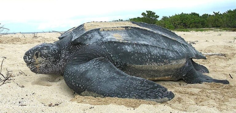 Leatherback sea turtle nesting Sanibel Island