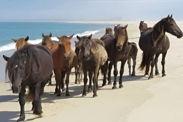 Sable Island wild horses
