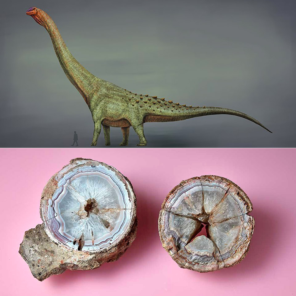 Titanosaur Dinosaur Egg Fossil Discovery