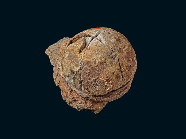 Titanosaur Dinosaur Egg Fossil Discovery