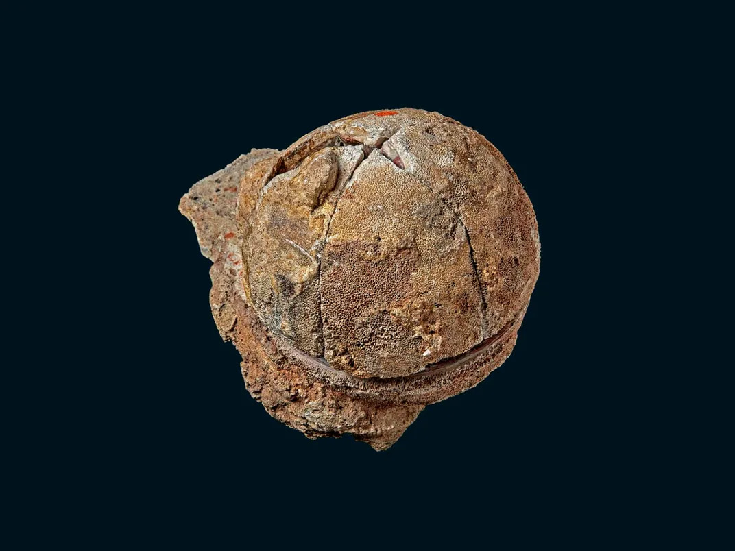 Titanosaur Dinosaur Egg Fossil Discovery