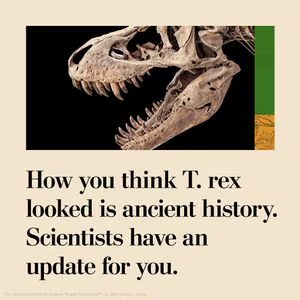 Tyrannosaurus rex skin