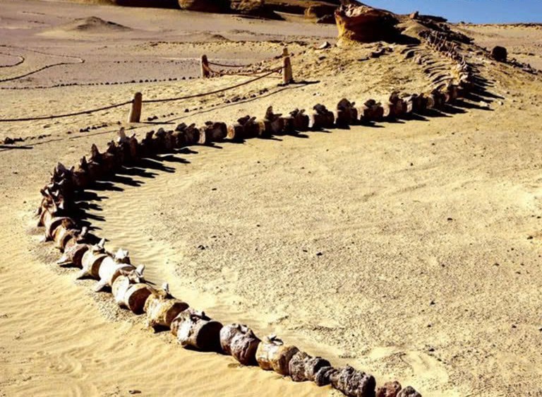 Walking whales fossils Egypt