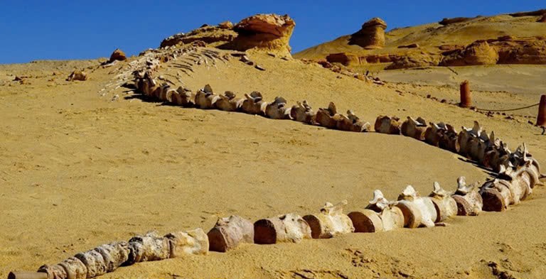 Walking whales fossils Egypt